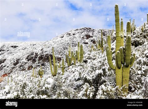 Saguaro cactus in snow. Arizona desert winter scene Stock Photo - Alamy