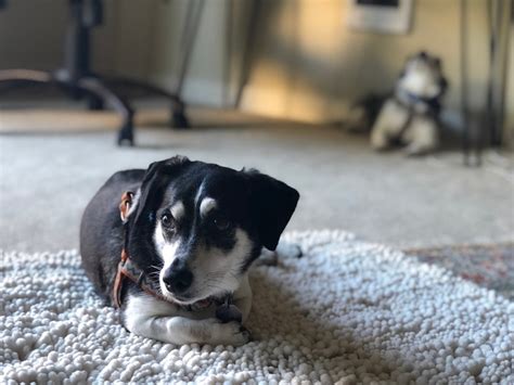 13 Popular Dachshund Mixes With Pictures Dogster