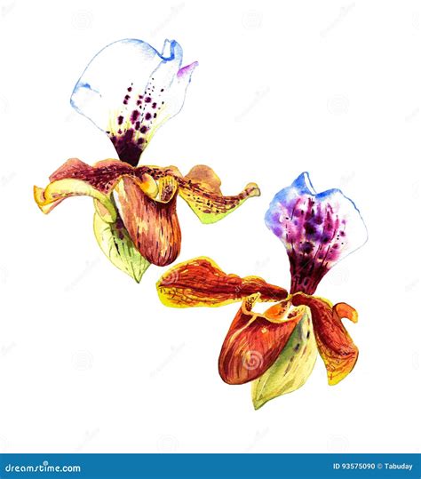 Watercolor Orchid Stock Illustration Illustration Of Abstract 93575090