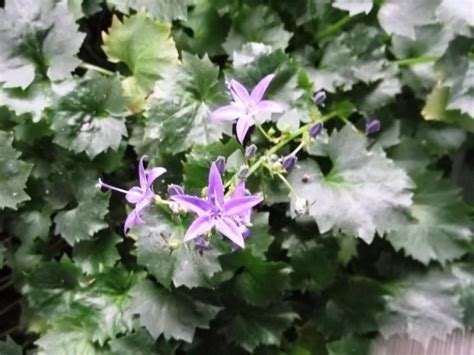 Campanula fenestrellata Les alpines au Québec