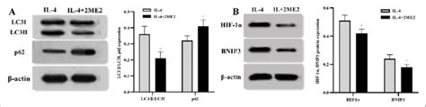 Protein Expressions Of Lc P Hif And Bnip In Brain Tissues A