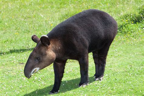 Mountain tapir - Wikipedia