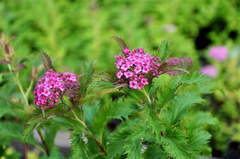 Японские спиреи (Spiraea Japonica): Голден Принцесс, Литл Принцесс ...
