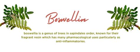 Boswellia - Health Benefits, Uses and Important Facts - PotsandPans India