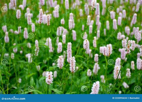 Botanical Collection Young Green Leaves And Pink Flowers Of Medicinal