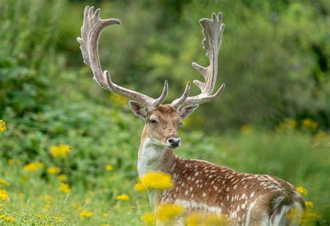 Deer Antler Velvet Supplements: Beneficial or Hype?: Gaia Herbs®