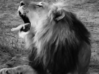 lion roar gif | Tumblr