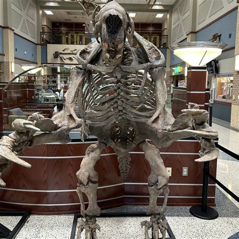 VC Life-Size Prehistoric Fossil Exhibit