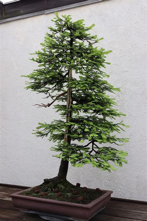 Redwood Bonsai Tree - A-Z Animals