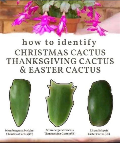 Holiday Cactus Care Detailed Guide To Grow An Old Favorite Artofit