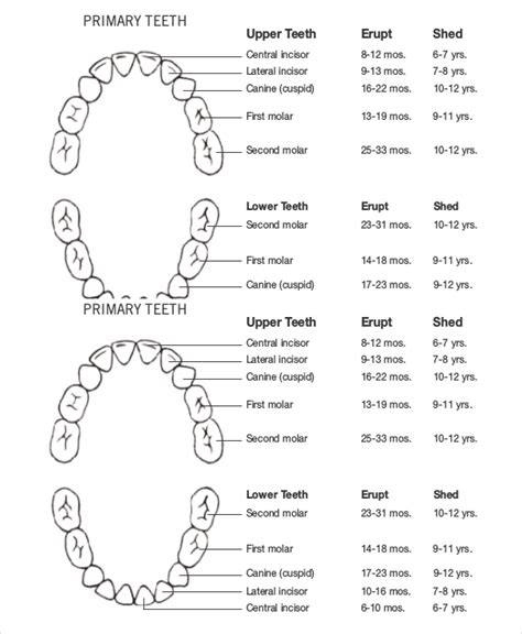 Dog Teeth Eruption Chart