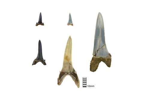 Ancient shark teeth lost in Antarctica millions of years ago recorded ...