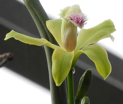 The Phytophactor Friday Fabulous Flower Vanilla