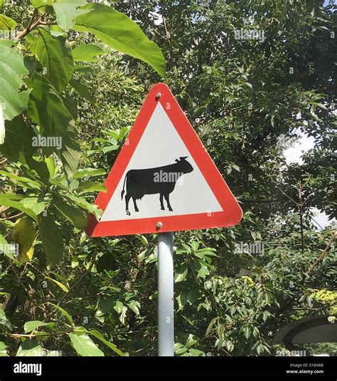 Beware Of Cows Road Sign Stock Photo Alamy