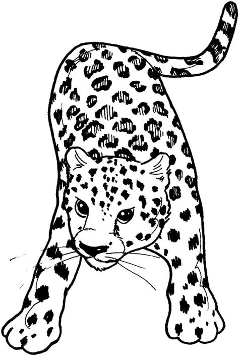 Dibujos Ideia Criativa Desenho De Leopardo Para Colorir Images And