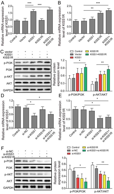 Kiss1kiss1r Mediates Sertoli Cell Apoptosis Via The Pi3kakt