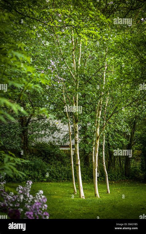 Six silver birch trees in small woodland garden in Cumbria UK ADA J1294 Stock Photo - Alamy