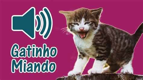 Som De Gato Filhote Miando Barulho De Miado De Gatinho Filhotinho