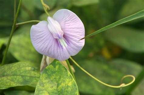 Day Freshness Growth No People Clitoria Pink Plant Part Petal