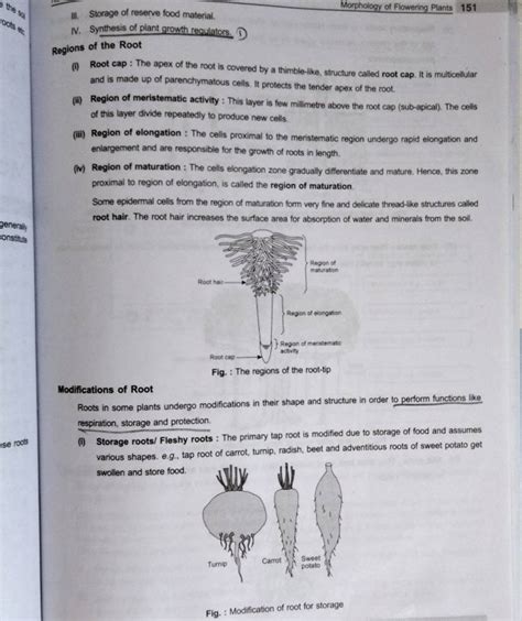 Some epidermal cells from the region of maturation form very fine and del.. 