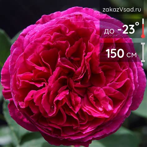 Купить английскую розу шраб Фальстафф, саженцы с доставкой