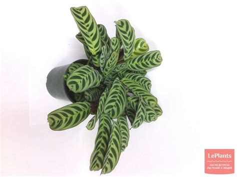 Ктенанта (Ctenanthe) — описание, выращивание, фото | на LePlants.ru