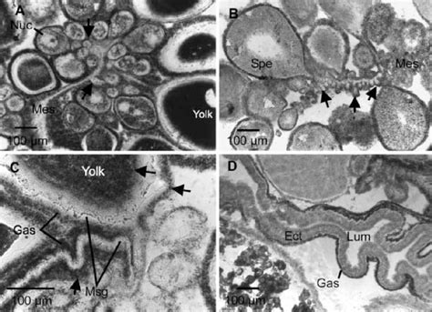 Ad Sudan Black B Lipid Staining In Histological Sections Of Sea Pansy