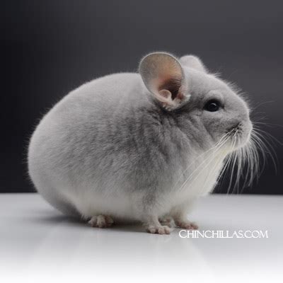 Chinchilla Breeds