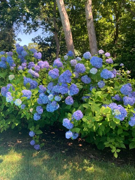 Hydrangeas Long Island Flowers East Hampton The Hamptons Out East