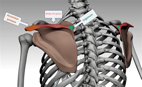 Knochenmerkmale Der Schulter Anatomie F R Bildhauer