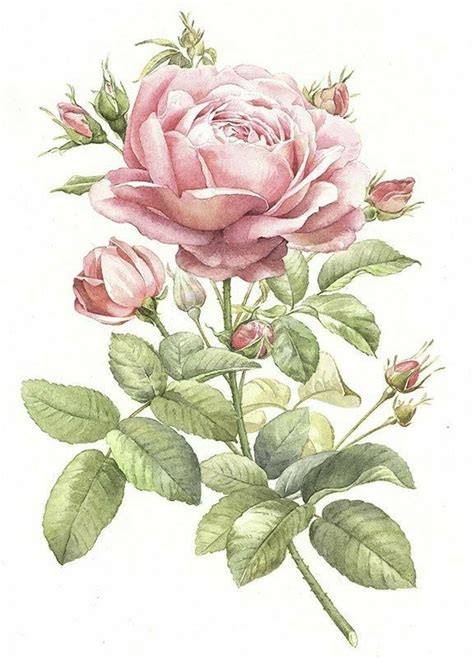 Pin On Flower Drawing Rose Illustration Flower Art