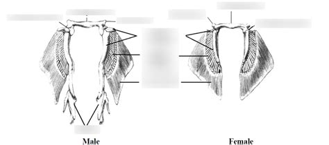 Diagram Of Male And Female Pelvic Girdles Quizlet