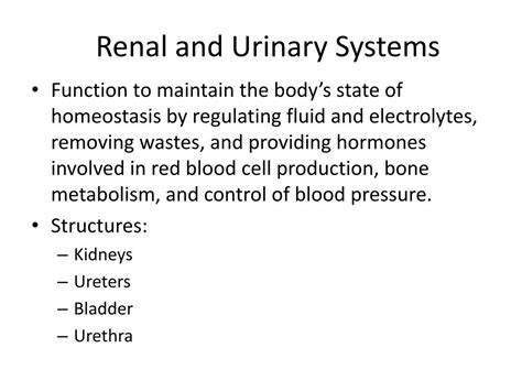 PPT Assessment Of Renal And Urinary Tract Function PowerPoint