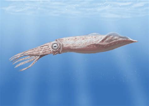 Как дышат кальмары под водой