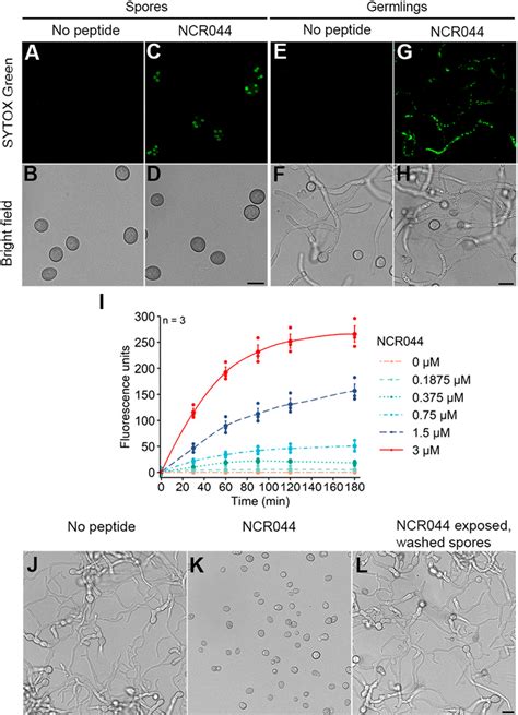 Figure 4 From Antifungal Symbiotic Peptide Ncr044 Exhibits Unique