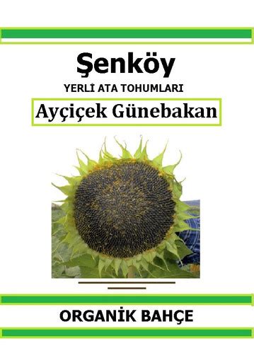 Şenköy Ayçiçek Günebakan Tohumu Yerli Ata Tohum Pakette 10 Gr 50 Tohum