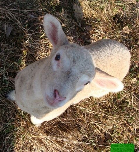 Lämmchen Lamb, Rabbit, Babies, Animals, Cutest Animals, Bunny, Rabbits ...