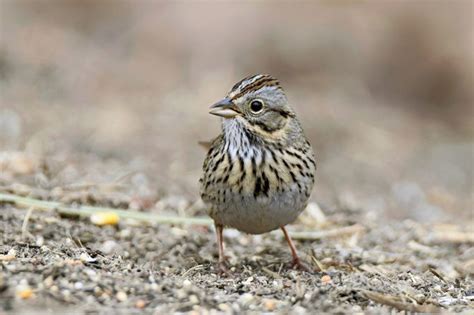 How To Identify A Lincolns Sparrow Birds And Blooms