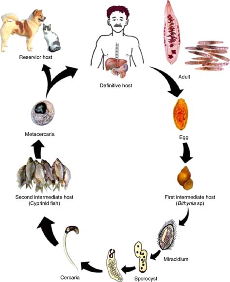 Liver Fluke Diagram Liver Fluke Life Cycle : R/sheep