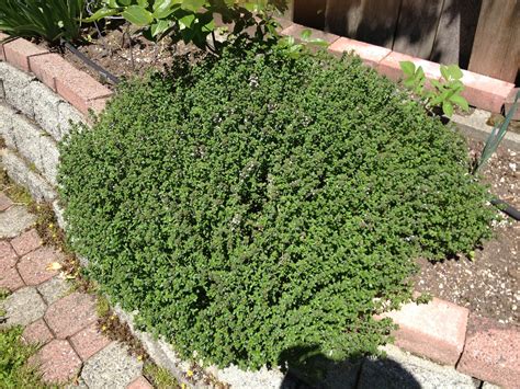 English Thyme Plant for Your Garden