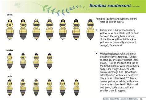 Free Printable Bee Identification Charts [PDF]