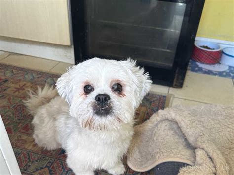 Female Shih Tzu X Maltese In Stoke On Trent St4 On Freeads Classifieds