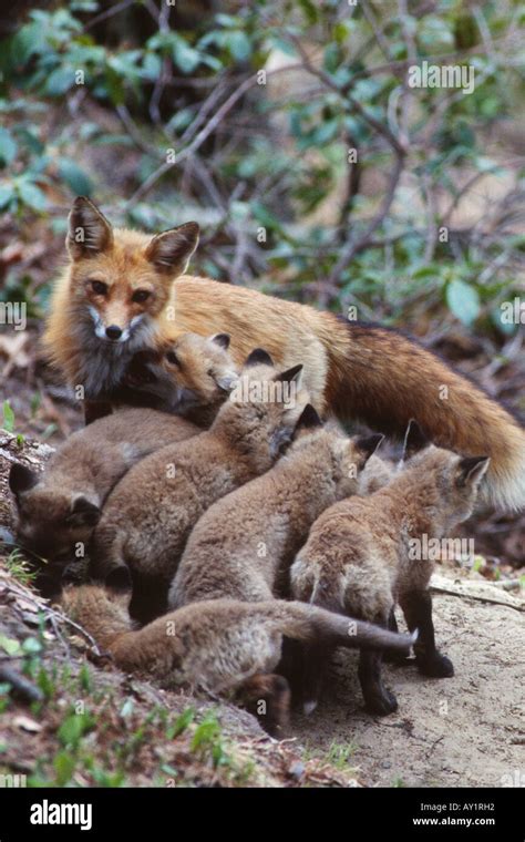 Red fox mother with pups (Vulpes vulpes Stock Photo - Alamy