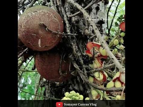 Naga Linga Flower Shiva Linga Flower