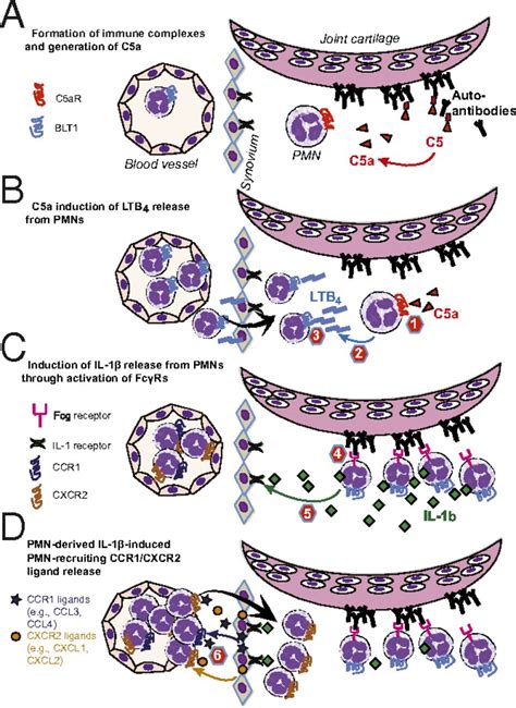 Neutrophils Orchestrate Their Own Recruitment In Murine Arthritis