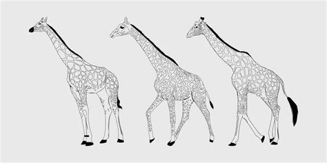 Giraffe Black Silhouette Giraffe Vector Outline Design Giraffe Vector