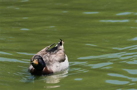 Mallard With Neck Stretched Free Stock Photo Public Domain Pictures