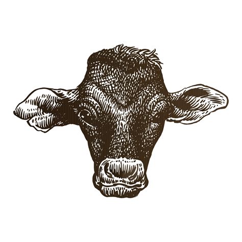 Cow head hand drawing illustration 3353766 Vector Art at Vecteezy