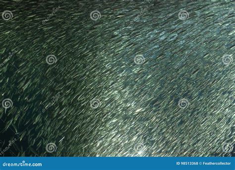 Japanese Anchovy In Japan Stock Photo Image Of Engraulis 98513368