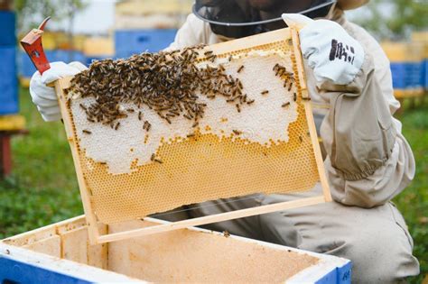 Apicultores De Apicultura En Las Abejas En Vuelo Foto De Archivo